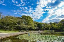 せせらぎ公園の池と木々